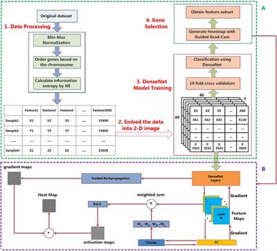 MI_DenseNetCAM: A Novel Pan-Cancer Classification and Prediction Method Based on Mutual Information and Deep Learning Model